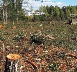 clearing bushes